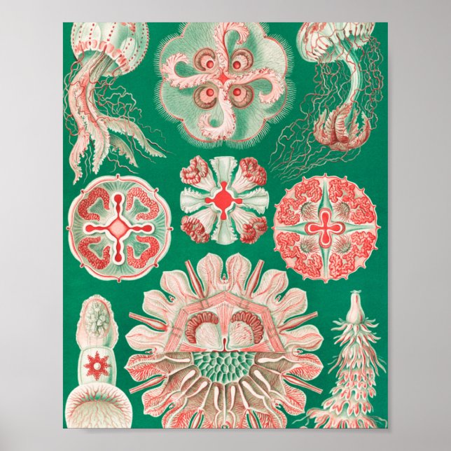 Jellyfish, Discomedusae by Ernst Haeckel Poster (Front)