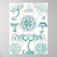 Jellyfish, Discomedusae by Ernst Haeckel