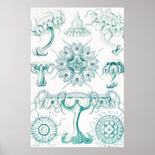 Jellyfish, Discomedusae by Ernst Haeckel Poster