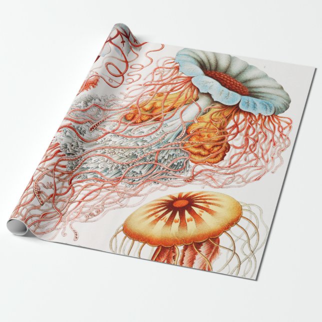 Jellyfish, Discomedusae by Ernst Haeckel Wrapping Paper (Unrolled)