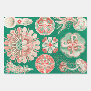 Jellyfish, Discomedusae by Ernst Haeckel Wrapping Paper Sheet
