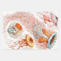Jellyfish, Discomedusae by Ernst Haeckel