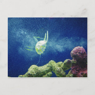 jellyfish fish custom personalise Anniversaries Postcard