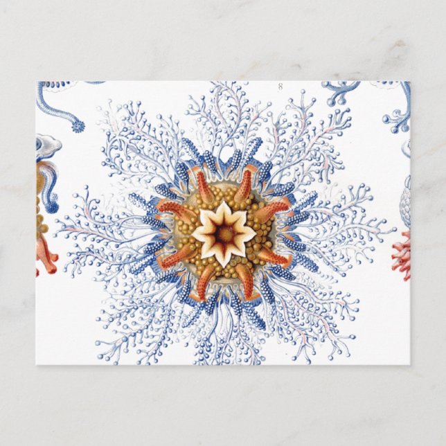 Jellyfish in Orange and Blue Postcard (Front)