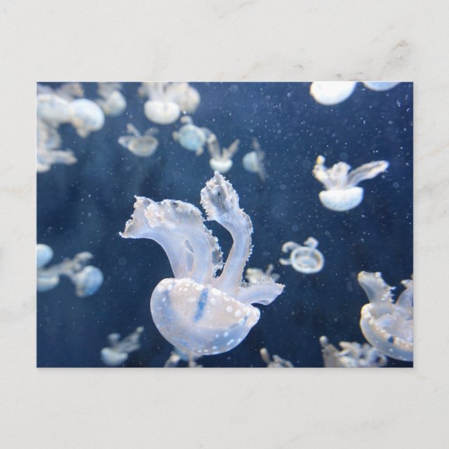 Jellyfish in the Ocean Postcard (Front)