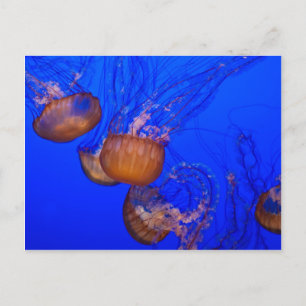 Jellyfish in the Ocean Watercolor Postcard