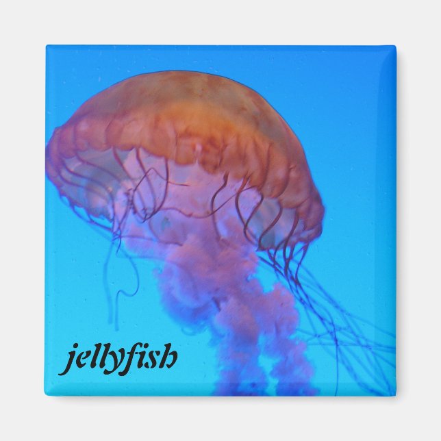 Jellyfish Magnet (Front)