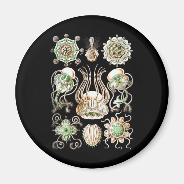 Jellyfish Magnet (Front)