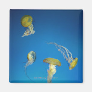 Jellyfish Magnet