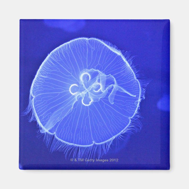 Jellyfish Magnet (Front)