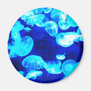 Jellyfish Magnet