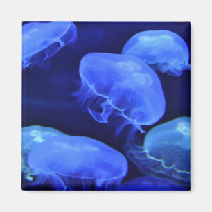 Jellyfish Magnet