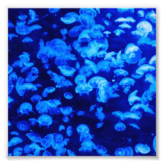 Jellyfish Photo Print (Front)