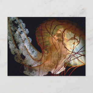 Jellyfish Postcard