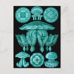 Jellyfish Postcard