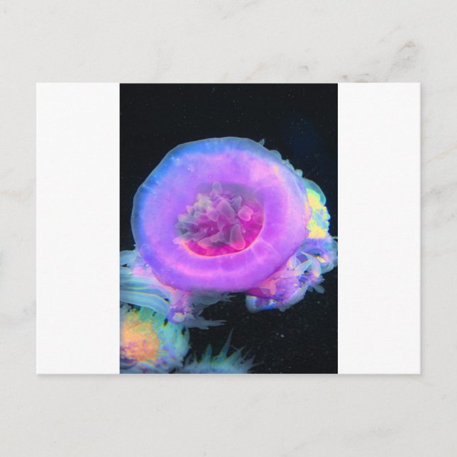 Jellyfish Postcard (Front)