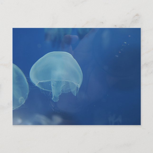 jellyfish postcard (Front)