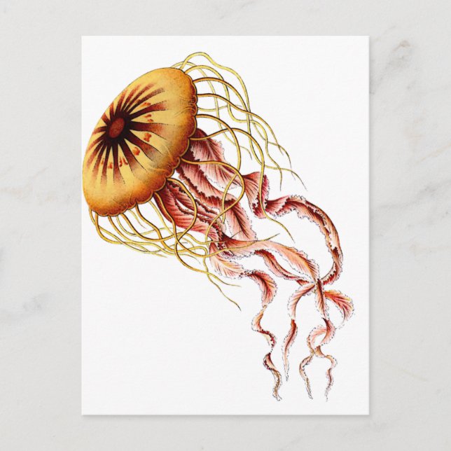 jellyfish postcard (Front)