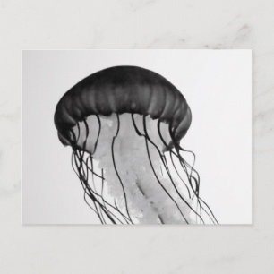 Jellyfish Postcard