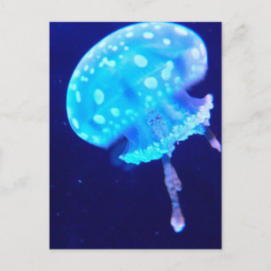 Jellyfish Postcard