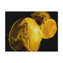 Jellyfish