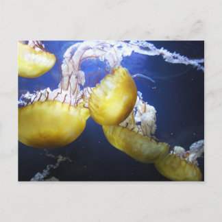 Jellyfish postcard