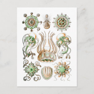 Jellyfish Postcard