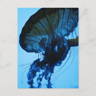 Jellyfish Postcard