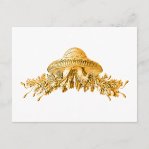 Jellyfish Postcard