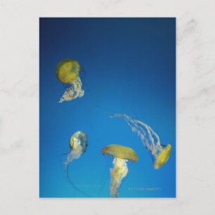 Jellyfish Postcard