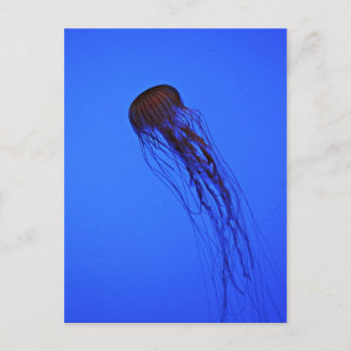 Jellyfish Postcard