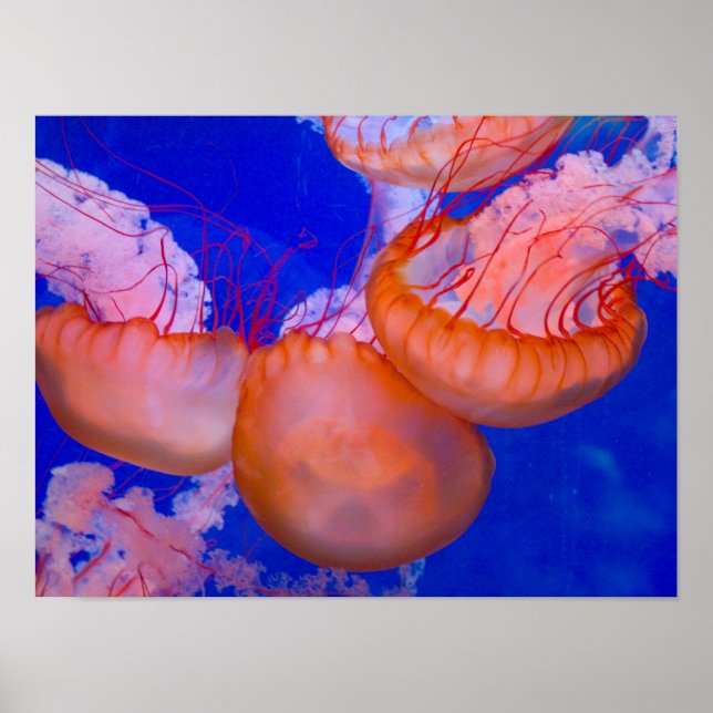 Jellyfish Poster (Front)