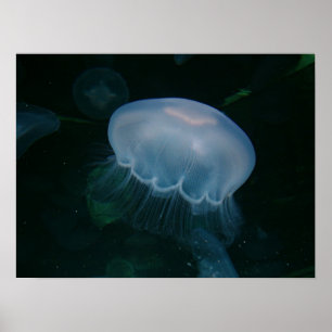 Jellyfish Poster