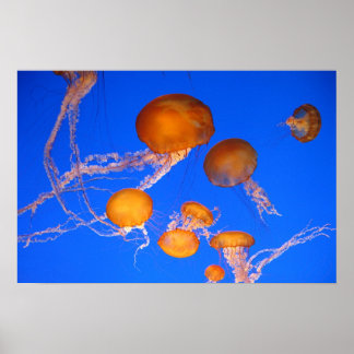 Jellyfish Poster