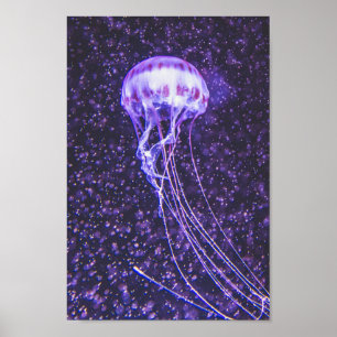 Jellyfish Poster