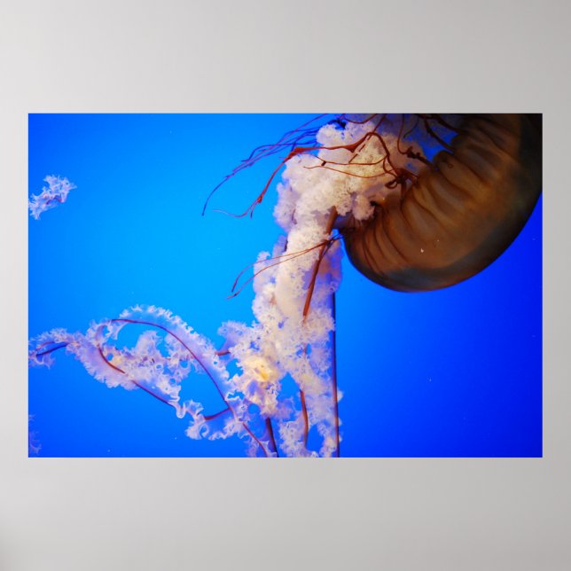 Jellyfish Poster (Front)