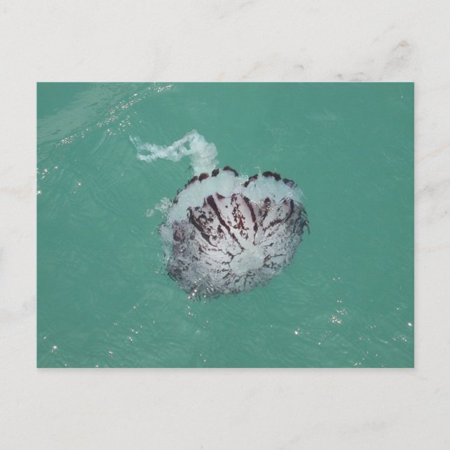 Jellyfish, Santa Cruz Island, California Postcard (Front)