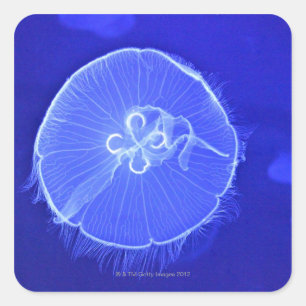 Jellyfish Square Sticker
