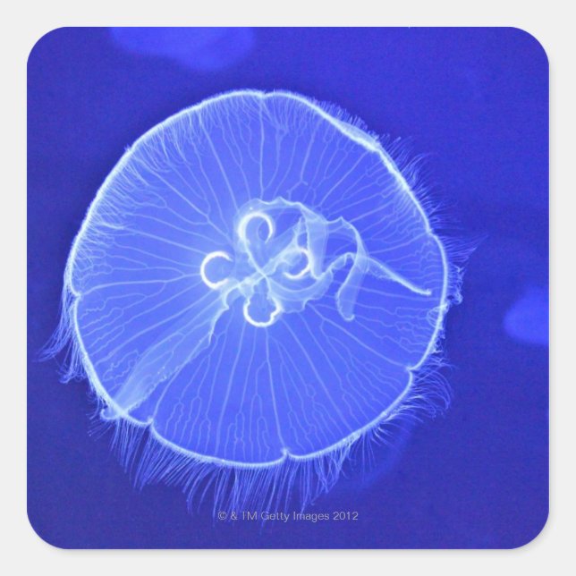 Jellyfish Square Sticker (Front)