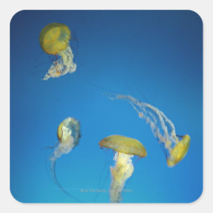 Jellyfish Square Sticker