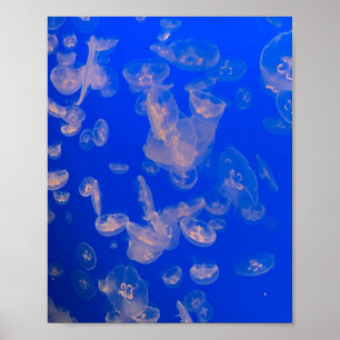 Jellyfish Swimming Photo Ocean Poster