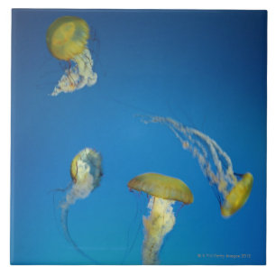 Jellyfish Tile