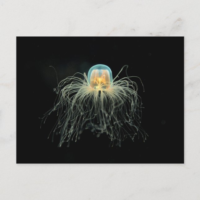 Jellyfish (turritopsis nutricula) postcard (Front)