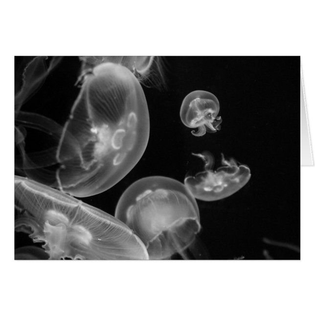 Jellyfish Underwater (Front Horizontal)
