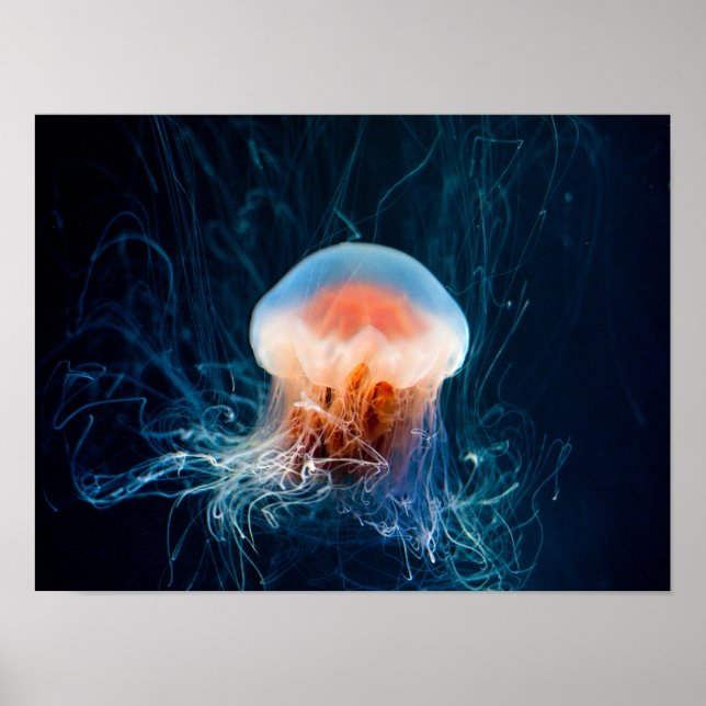 Jellyfish Underwater - Dark Glow Poster (Front)