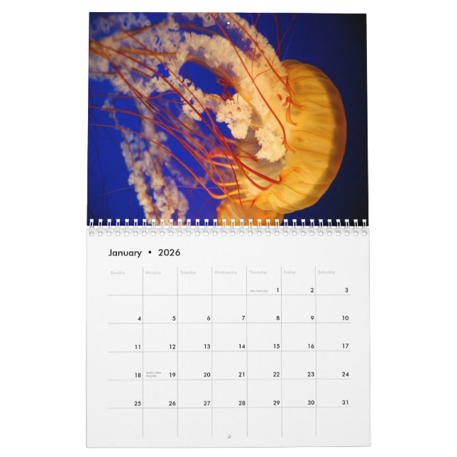 Jellyfish Wall Calendar (Jan 2026)