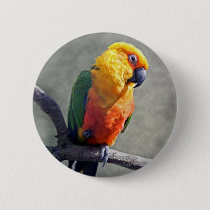 Jenday Conure Badge
