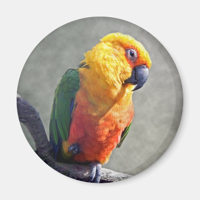 Jenday Conure Magnet (Front)