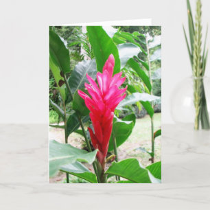 Jengibre rojo (red ginger) card