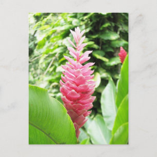 Jengibre rosado (pink ginger) postcard